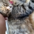 DİŞİ KISIR EV KEDİSİ ÖMÜRLÜK YUVA ARIYOR fotoğraf