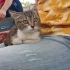 YUVASINDAN EVDEKİ KEDİ MUTSUZ BAHANESİYLE GERİ GÖNDERİLİYOR fotoğraf