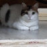 Kısırlaştırılmış kızımızı bütün eşyaları ile yuva arıyoruz. fotoğraf