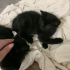 Minnoş tatlı bi kedi fotoğraf