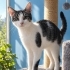 4 AYLK YAVRU KEDİ SİZİ BEKLİYOR fotoğraf