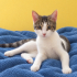 4 AYLK YAVRU KEDİ SİZİ BEKLİYOR fotoğraf