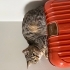 1.5 yaşında dişi kedi fotoğraf