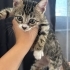 Arkadaş canlısı, diğer kedilerle uyumlu, ilgi isteyen bir kedi fotoğraf