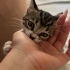 Arkadaş canlısı, diğer kedilerle uyumlu, ilgi isteyen bir kedi fotoğraf