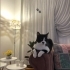 4 yaşında oyuncu erkek kedi fotoğraf