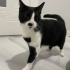 4 yaşında oyuncu erkek kedi fotoğraf