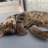 Sağlıklı Tekir Kedi Yavrusu fotoğraf