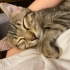 Sağlıklı Tekir Kedi Yavrusu fotoğraf