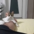 ACİL ! Harika Yavru Dişi kedi 5 EKİMDE SOKAĞA GİDECEK! fotoğraf