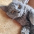 Üretim için kullanılıp aç bırakılmış fotoğraf