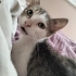Mülayim çok tatlı sessiz fotoğraf