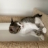 2 Aylık 4 Minik Kardeş Ömürlük Yuvalarını Arıyor 🐾 fotoğraf
