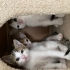 2 Aylık 4 Minik Kardeş Ömürlük Yuvalarını Arıyor 🐾 fotoğraf