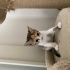 2 Aylık 4 Minik Kardeş Ömürlük Yuvalarını Arıyor 🐾 fotoğraf