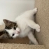2 Aylık 4 Minik Kardeş Ömürlük Yuvalarını Arıyor 🐾 fotoğraf