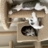 2 Aylık 4 Minik Kardeş Ömürlük Yuvalarını Arıyor 🐾 fotoğraf