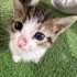 Bal gibi bir kedi yuva arıyor fotoğraf
