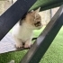 Bal gibi bir kedi yuva arıyor fotoğraf
