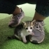 Bal gibi bir kedi yuva arıyor fotoğraf
