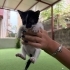 En tatlı smokin kedi yuva arıyor fotoğraf