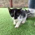 En tatlı smokin kedi yuva arıyor fotoğraf
