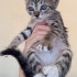 Sevgi dolu minik yavru yuvasını arıyor 🐾 fotoğraf