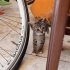 Sevgi dolu minik yavru yuvasını arıyor 🐾 fotoğraf