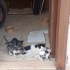 Sevgi dolu minik yavru yuvasını arıyor 🐾 fotoğraf