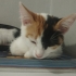 3 aylık ev ortamında büyüyen çok tatlı dişi kedi fotoğraf