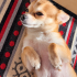 Chihuahua ömürlük yuva fotoğraf