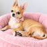 Chihuahua ömürlük yuva fotoğraf