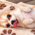 Chihuahua ömürlük yuva fotoğraf