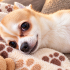 Chihuahua ömürlük yuva fotoğraf