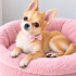 Chihuahua ömürlük yuva fotoğraf