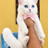 Ücretsiz sahiplenme British kedi fotoğraf
