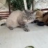Sokağa terkedilmiş veya kaçmış cins kedi fotoğraf