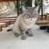 Sokağa terkedilmiş veya kaçmış cins kedi fotoğraf