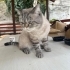 Sokağa terkedilmiş veya kaçmış cins kedi fotoğraf
