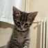 Oyuncu erkek yavru fotoğraf