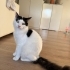Oyuncu cana yakin sevimli fotoğraf