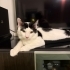 Oyuncu cana yakin sevimli fotoğraf