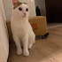 Oyuncu cana yakin sevimli fotoğraf