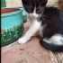 Acil yuva aranıyor fotoğraf