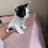 Acil yuva aranıyor fotoğraf