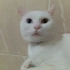 önceliğimiz aileye sahiplendirmek, Size çok iyi bir dost olacak kedi fotoğraf