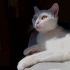 önceliğimiz aileye sahiplendirmek, Size çok iyi bir dost olacak kedi fotoğraf
