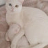 önceliğimiz aileye sahiplendirmek, Size çok iyi bir dost olacak kedi fotoğraf