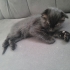 ACİL YUVA SCOTTISH FOLD fotoğraf