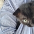ACİL YUVA SCOTTISH FOLD fotoğraf